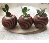Florada Sukulent 3 Adet 0.5 lt Saklı Bordo