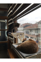 Ata Home Vantuzlu Tek Fonksiyonlu 65x30x20 cm Cama Yapışan Kedi Yatağı Gri