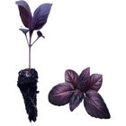 Serada Decor Plant Organik 2 Adet Mor Çiçek Fide