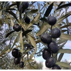 Önderler Gemlik Zeytin Fidanı - 1 Adet