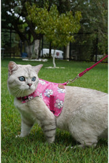 Patipatron Düz Pembe Ayarlanabilir Gezdirme Göğüs Kedi Tasması