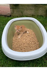 Biocal Kalın Taneli Pelet Kedi Kumu 15 kg