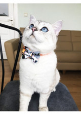 Patipatron Turuncu Ayarlanabilir Gezdirme Boyun Kedi Tasması