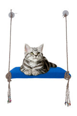 Patiderm Vantuzlu 35x50 cm Cama Yapışan Kedi Yatağı Mavi