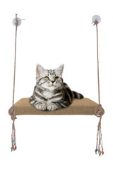Patiderm Vantuzlu 35x50 cm Cama Yapışan Kedi Yatağı Bej