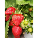 Net Tarım Rubygem 75 Adet Kırmızı Çilek Fidesi