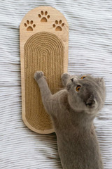 Nursoft Kedi Otlu 51 cm Kedi Tırmalama Tahtası