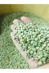 Dereköy Yöresel Ürünler Kır Yeşil Mercimek 1 kg