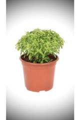 Serada Decor Plant Saksılı Organik 1 Adet Yeşil Sebze Fide