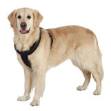 Karlie Yumuşak 52-60 Cm Ayarlanabilir Göğüs Tasması Gezdirme Köpek Tasması Siyah