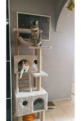 Pethomealpi Kule Tipi Tırmalamalı 4 Katlı İç Mekan Ahşap Kedi Evi Bej
