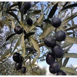 Önderler Gemlik Zeytin Fidanı - 1 Adet