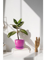 Evdek Tabaklı Çömlek Yuvarlak Saksı 16x16 cm Pembe