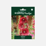 Genta Prestige Gülhatmi Tohumu