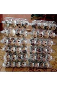 Sude Hayvancılık Bıldırcın Yumurtası 480'li
