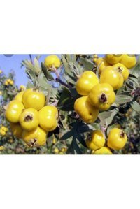 Kastamonu Doğal Bahçe Alıç Marmelatı 800 gr
