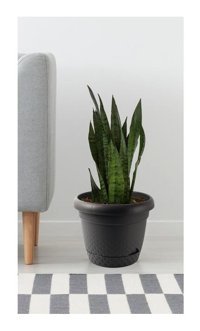 Tuğel Flowers Plastik 2.2 lt Saksı Kahverengi