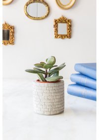 ArmaHouse Duvar Desenli Beton Sukulent Saksı