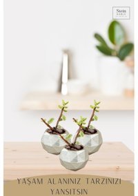 Evene Dekoratif Minik Kaktüs Dönen Poly Model Saksı Gümüş