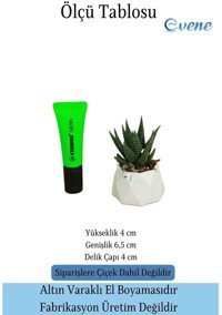 Evene Mini Sukulent Kaktüs Poly Model Saksı Beyaz