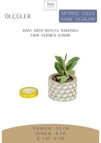 Evene Dekoratif Minik Kaktüs Fuantiye Model Sadık Gümüş