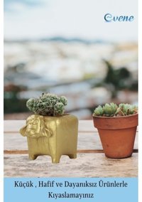 Evene Mini Sukulent Kaktüs İnek Model Saksı Altın