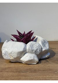 Pointflowers Beyaz Kaplumbağa Sukulent Saksı