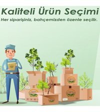 Fidansepetim Revak 11 lt Saksı Su Yeşili