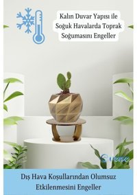 Evene Ahşap Ayaklı Beton Dekoratif Dönen Poly Model Saksı Altın Eskitme