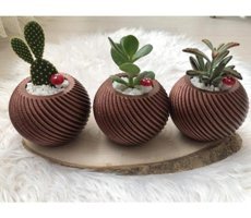 Florada Sukulent 3 Adet 0.5 lt Saklı Bordo
