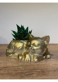 Pointflowers Altın Kedi Sukulent Kaktüs Saksı