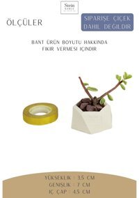 Evene Dekoratif Minik Kaktüs Mini Poly Model Saksı Beyaz