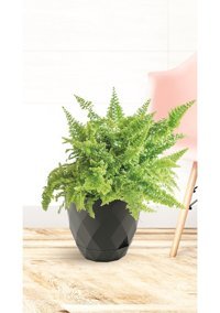 Karasu Plastik 0.65 lt Yakamoz Model Delikli Saksı Bej