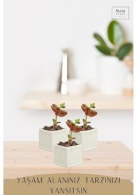 Evene Dekoratif Minik Kaktüs Kare Model Saksı Beyaz