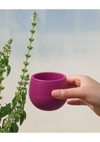 Asenya Kaktüs - Sukulent 0.55 lt Saksı Vişne Renk