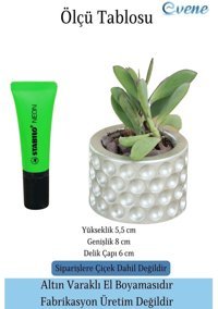 Evene Mini Küçük Sukulent Kaktüs Puantiyeli Model Saksı Gümüş