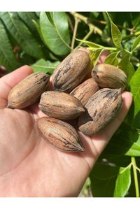 Serap Market Organik Tane Kabuklu Pikan Cevizi 1 kg