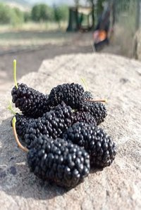 Ayşeana Yöresel Şekersiz Çekirdeksiz Dut 1 kg