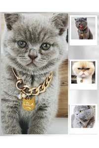 Angelapets Zilli Altın Ayarlanabilir Gezdirme Boyun Kedi Tasması