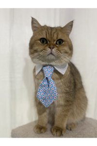 Leonapetstore Kravatlı Mavi Ayarlanabilir Gezdirme Boyun Kedi Tasması