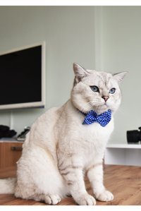 Patipatron Papyonlu Zilli Papyonlu Mavi-Beyaz Ayarlanabilir Gezdirme Boyun Kedi Tasması