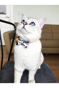 Patipatron Papyonlu Zilli Papyonlu Turuncu Ayarlanabilir Gezdirme Boyun Kedi Tasması