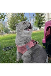 Patifashion Düz Fosforlu Gri Ayarlanabilir Gezdirme Göğüs Kedi Tasması