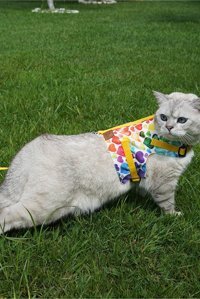 Patipatron Düz Renkli Ayarlanabilir Gezdirme Göğüs Kedi Tasması