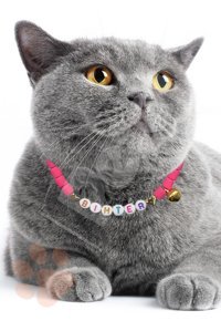 Petella Zilli Boncuklu Mavi Ayarlanabilir Gezdirme Boyun Kedi Tasması