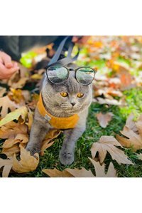 Patifashion Düz Fosforlu Taba Ayarlanabilir Gezdirme Göğüs Kedi Tasması