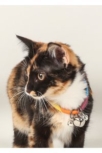 Purcat Zilli Kolye Renkli Ayarlanabilir Gezdirme Boyun Kedi Tasması