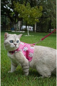 Patipatron Düz Pembe Ayarlanabilir Gezdirme Göğüs Kedi Tasması