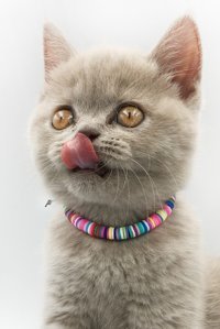 Fullcontrol Boncuklu Renkli Ayarlanabilir Gezdirme Boyun Kedi Tasması