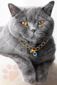 Petella Zilli Nazar Boncuklu Altın Ayarlanabilir Gezdirme Boyun Kedi Tasması